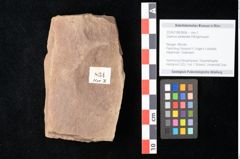 Foto (Objekt + Etikett) von Quercus palaeoilex Ettingshausen (NHMW-GEO-2024-0188-0834)